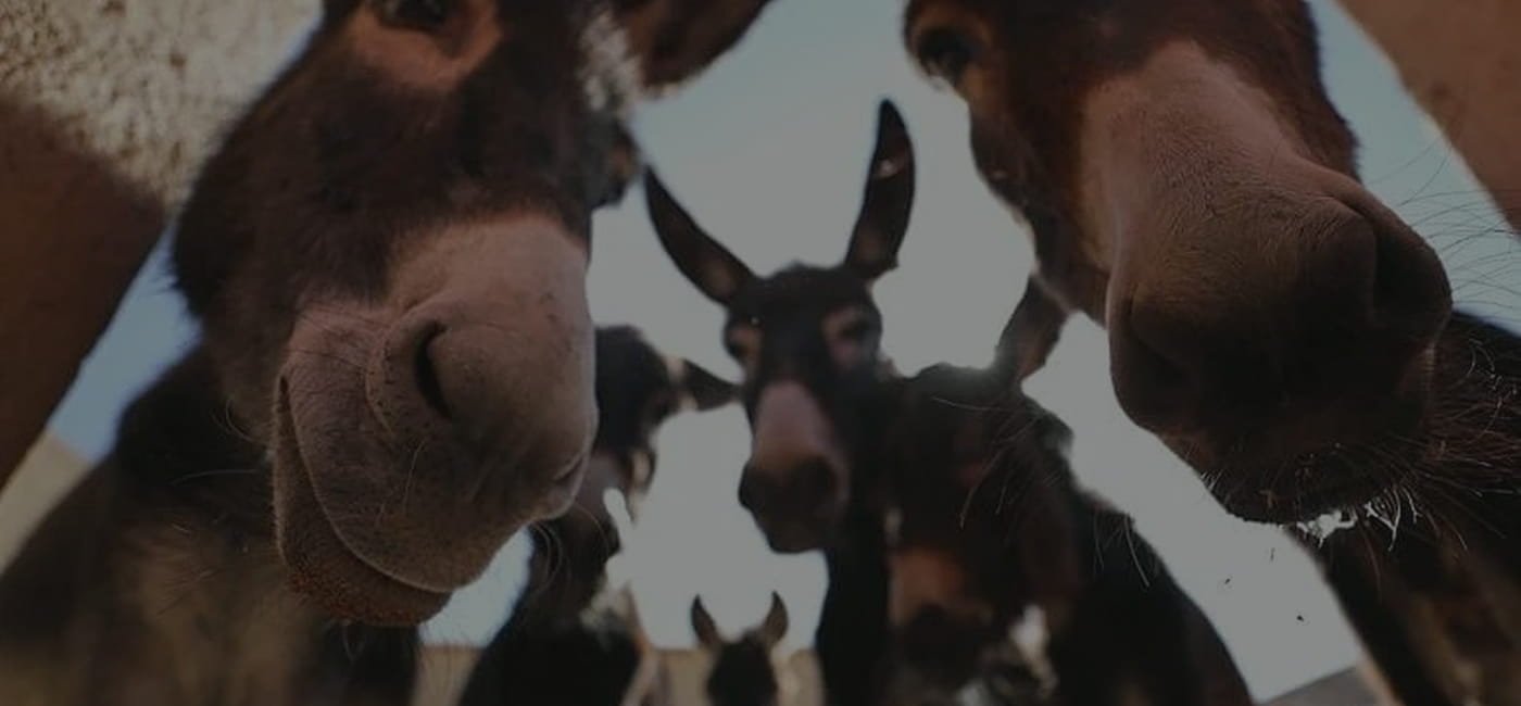 Jarjeer Mules Sanctuary